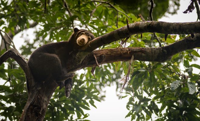 REDD+ Cambodia VCS1650 - Sun Bear (Helarctos malayanus) - listed as Vulnerable with a decreasing population on the IUCN's Red List